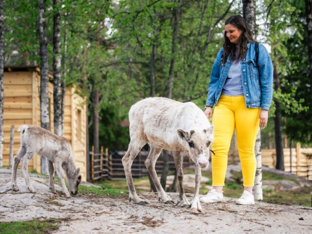 Santa Claus Summer Magic in Rovaniemi – A Fun and Unforgettable Encounter with Reindeer in Summer