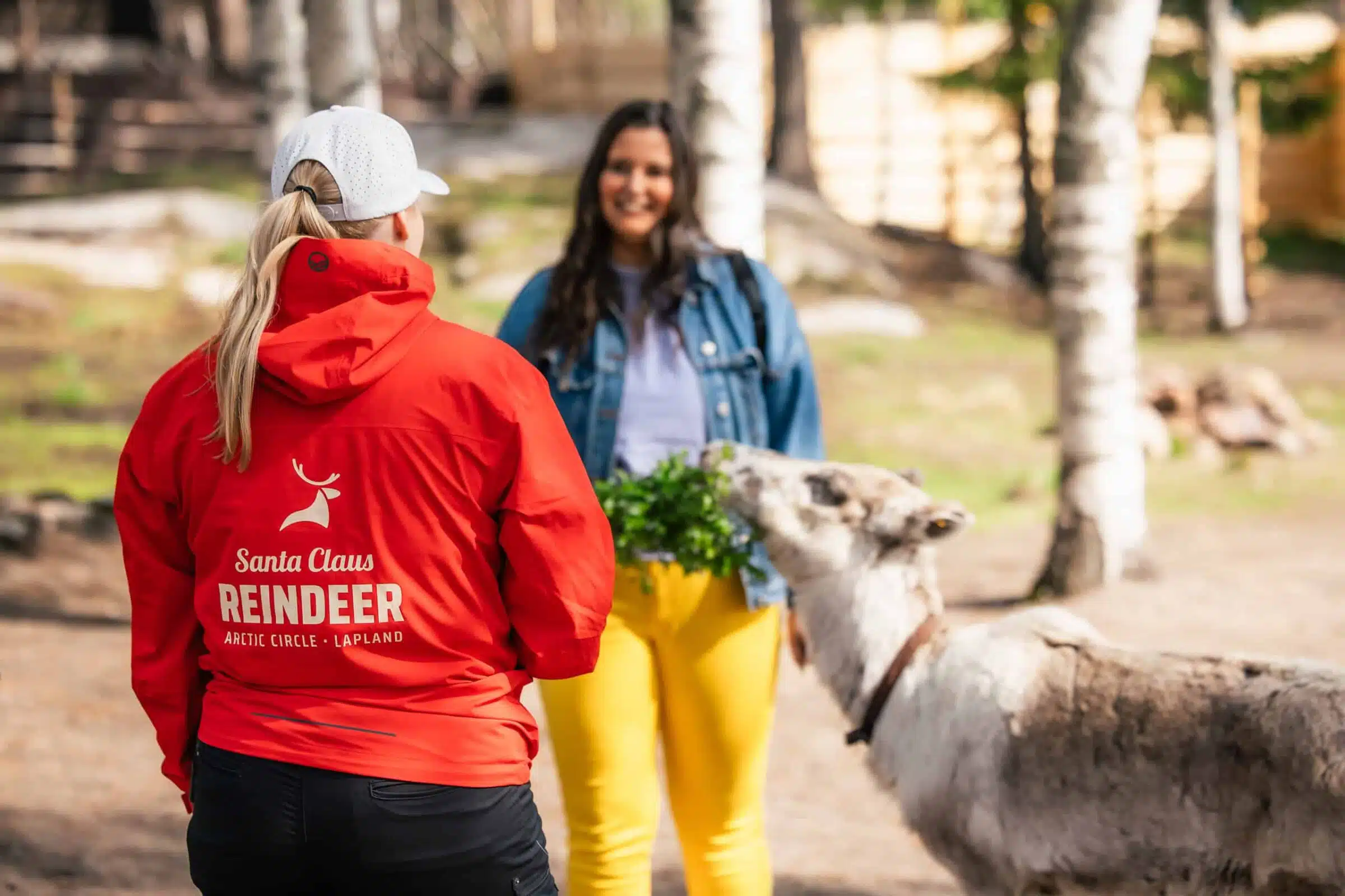 Santa Claus Summer Magic in Rovaniemi – A Fun and Unforgettable Encounter with Reindeer in Summer