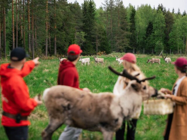 Live the Life of a Reindeer Herder – Half-Day in the Arctic