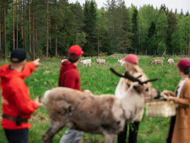 Live the Life of a Reindeer Herder – Half-Day in the Arctic