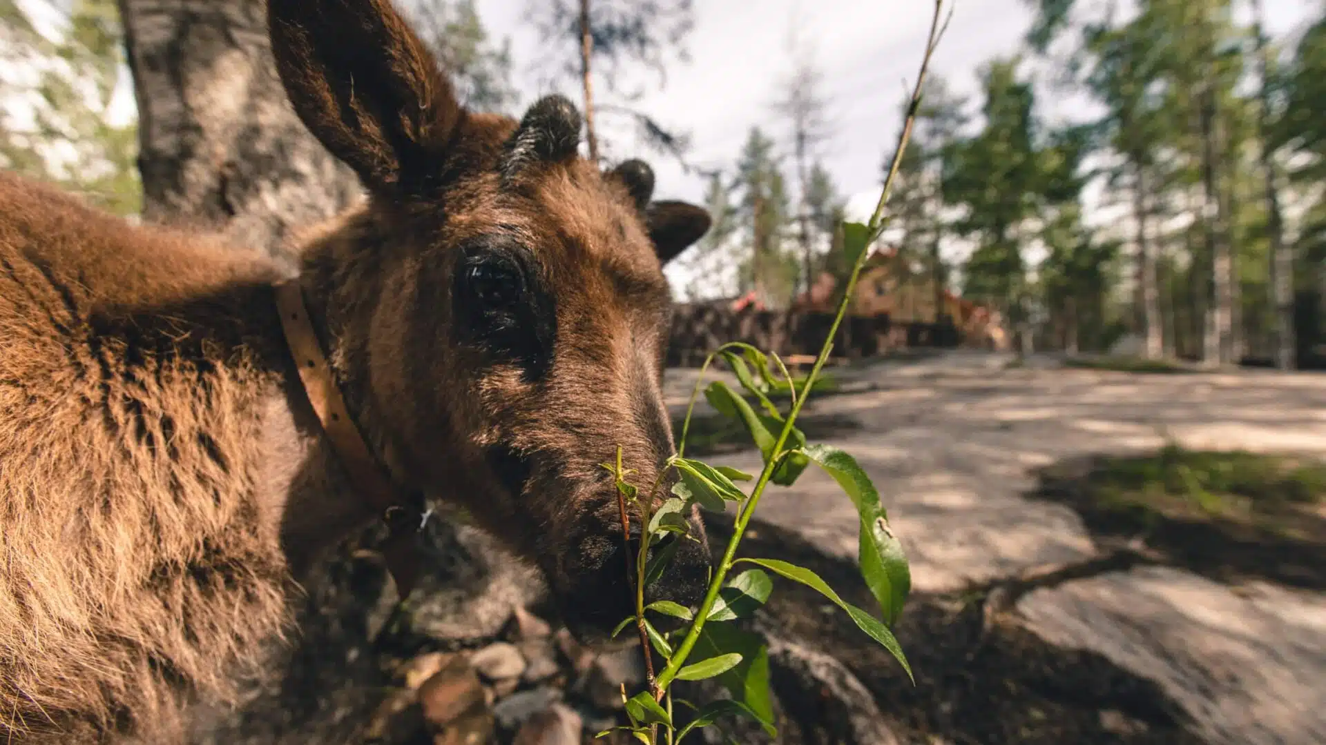 Calf feeding at Santa Claus Reindeer