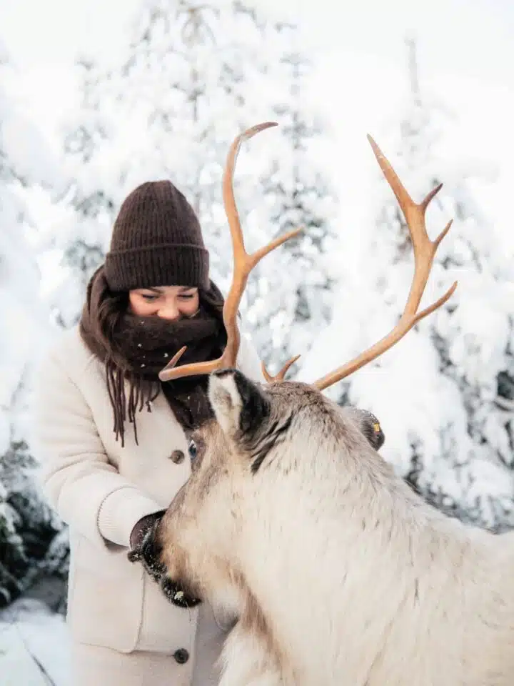 Reindeer feeding at Taava Reindeer Farm