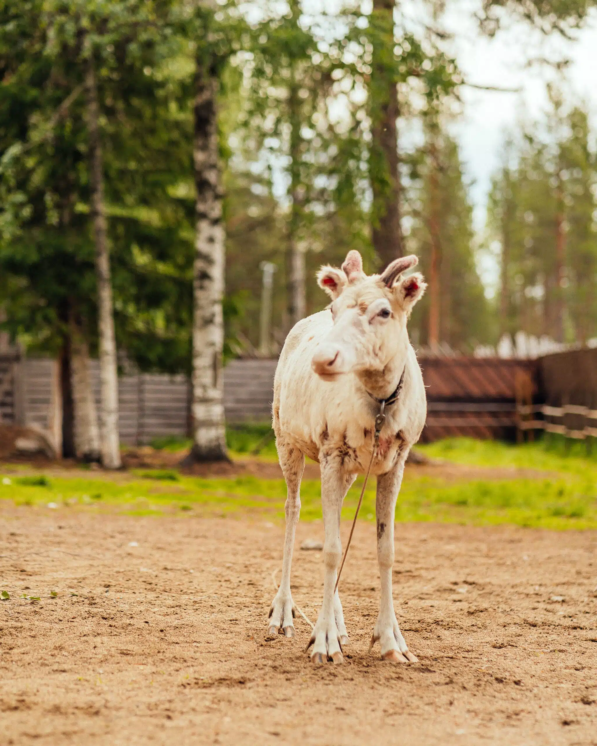 Reindeer experience in summer