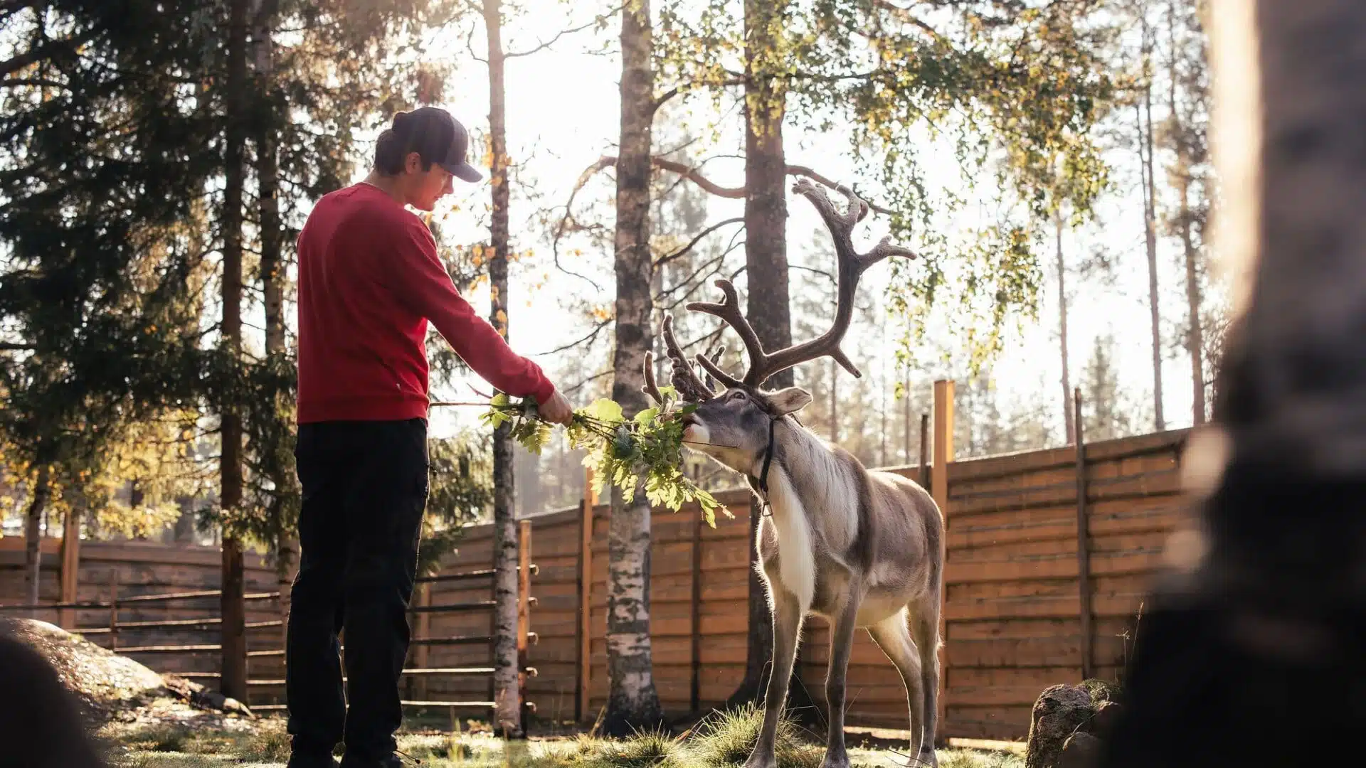 Reindeer guide with a reindeer in autumn
