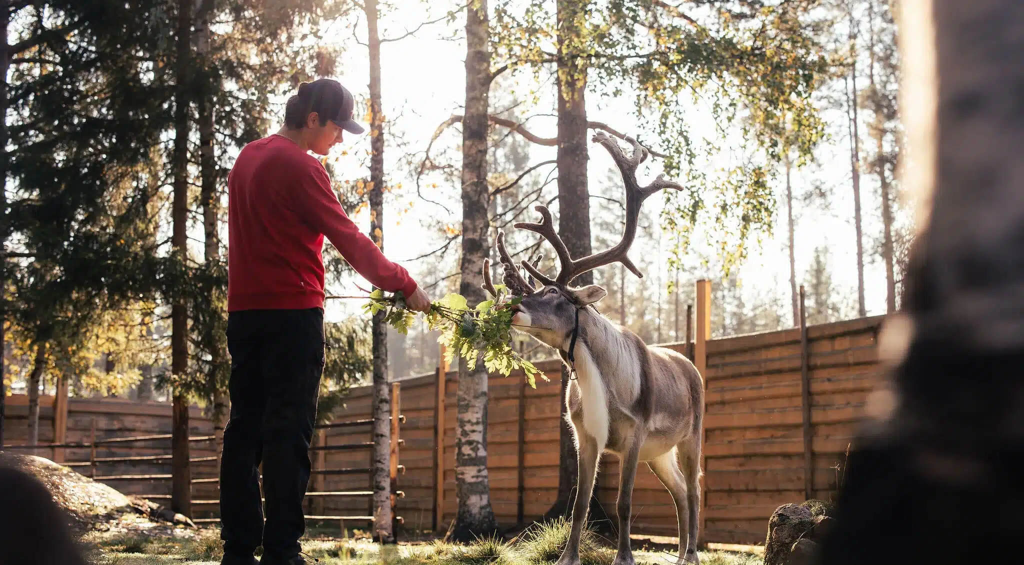 Reindeer guide with a reindeer in autumn