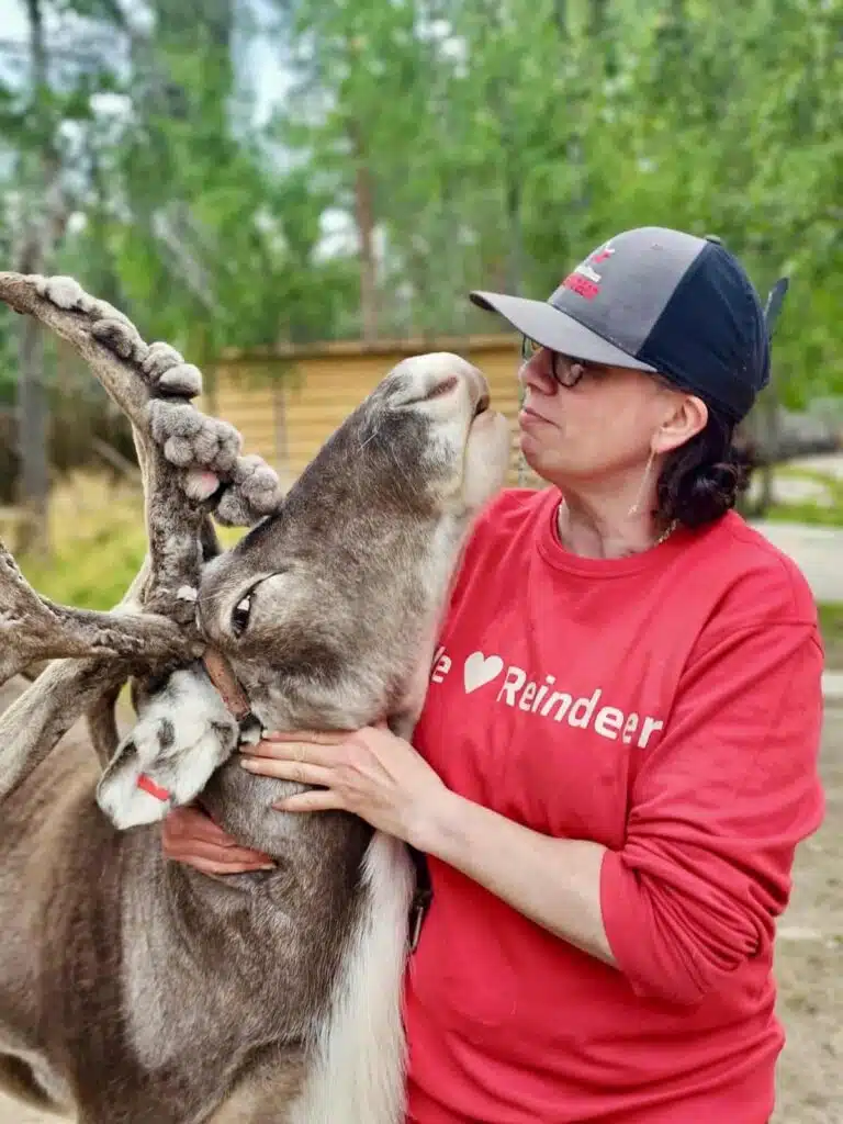 Woman embracing a reindeer at Taava Reindeer Farm