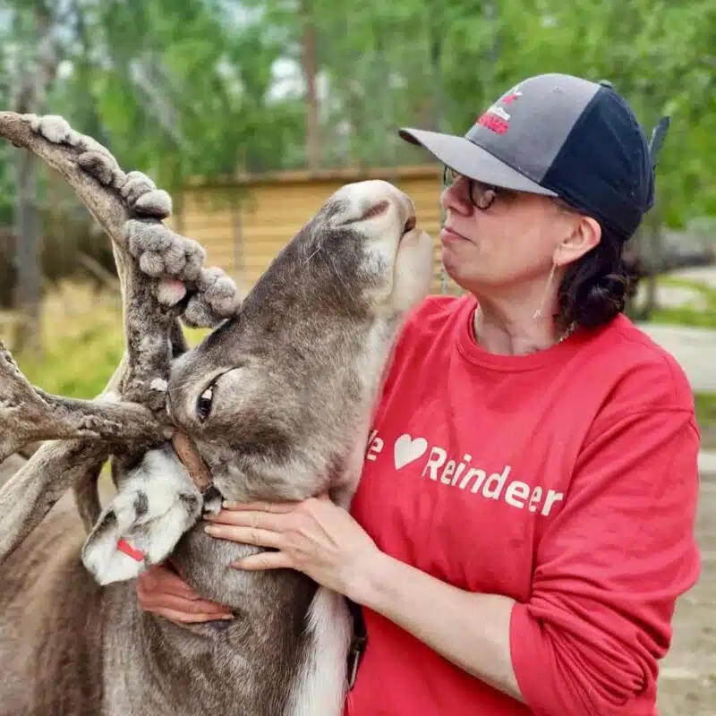 Woman embracing a reindeer at Taava Reindeer Farm