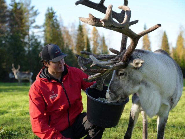 Reindeer guide feeding a reindeer from a bucket