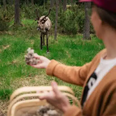 Reindeer in summer in Lapland