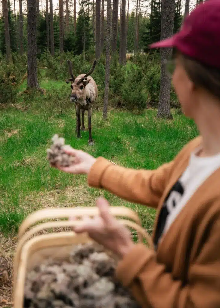 Reindeer herder in summer in Lapland