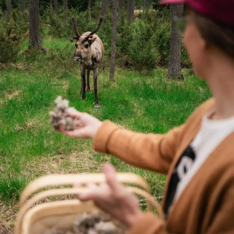 Reindeer herder in summer in Lapland