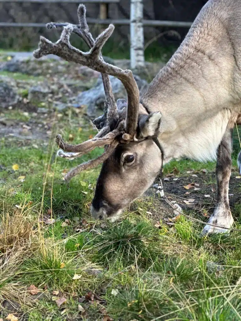 Mara the reindeer