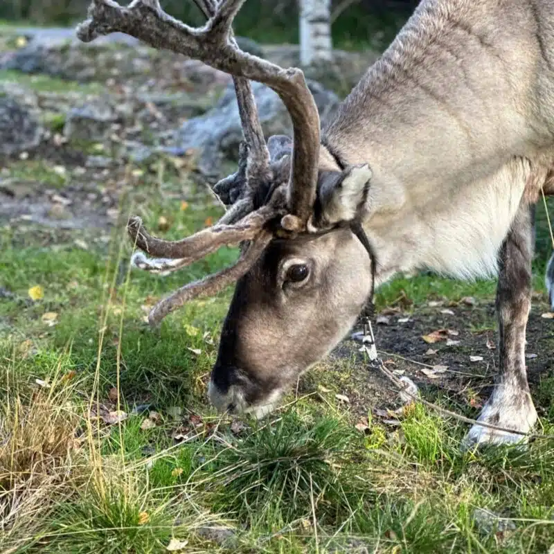 Mara the reindeer