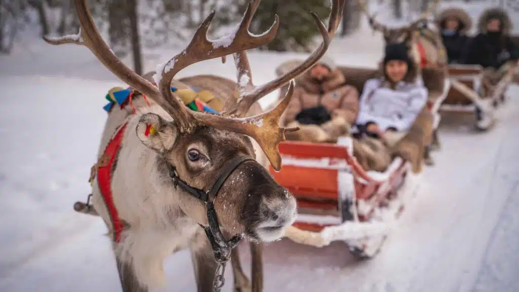 Tourists with a reindeer in the foreground