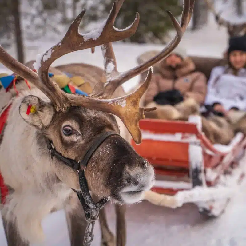 Tourists with a reindeer in the foreground