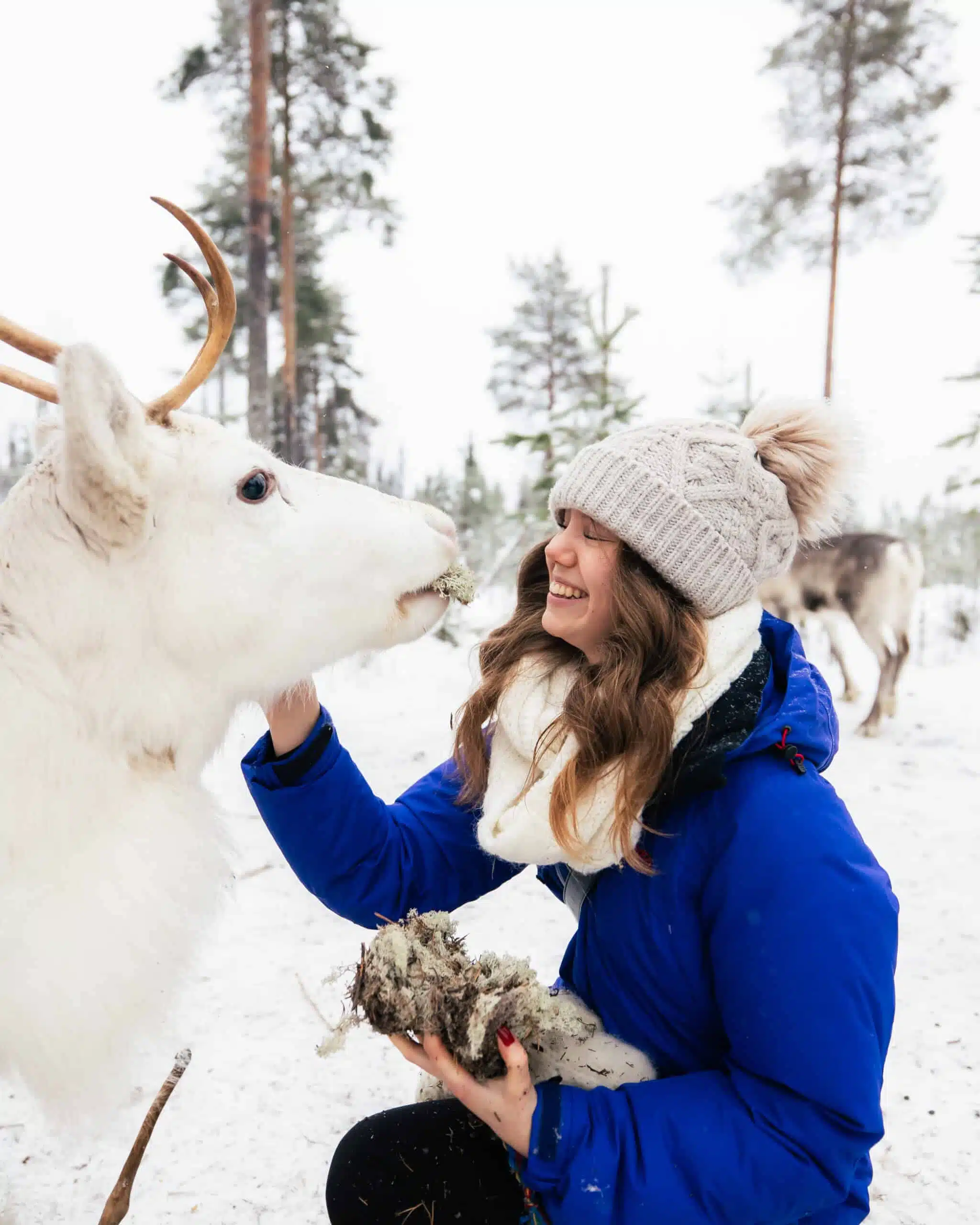 Visitor meeting a reindeer at Taava Reindeer Farm