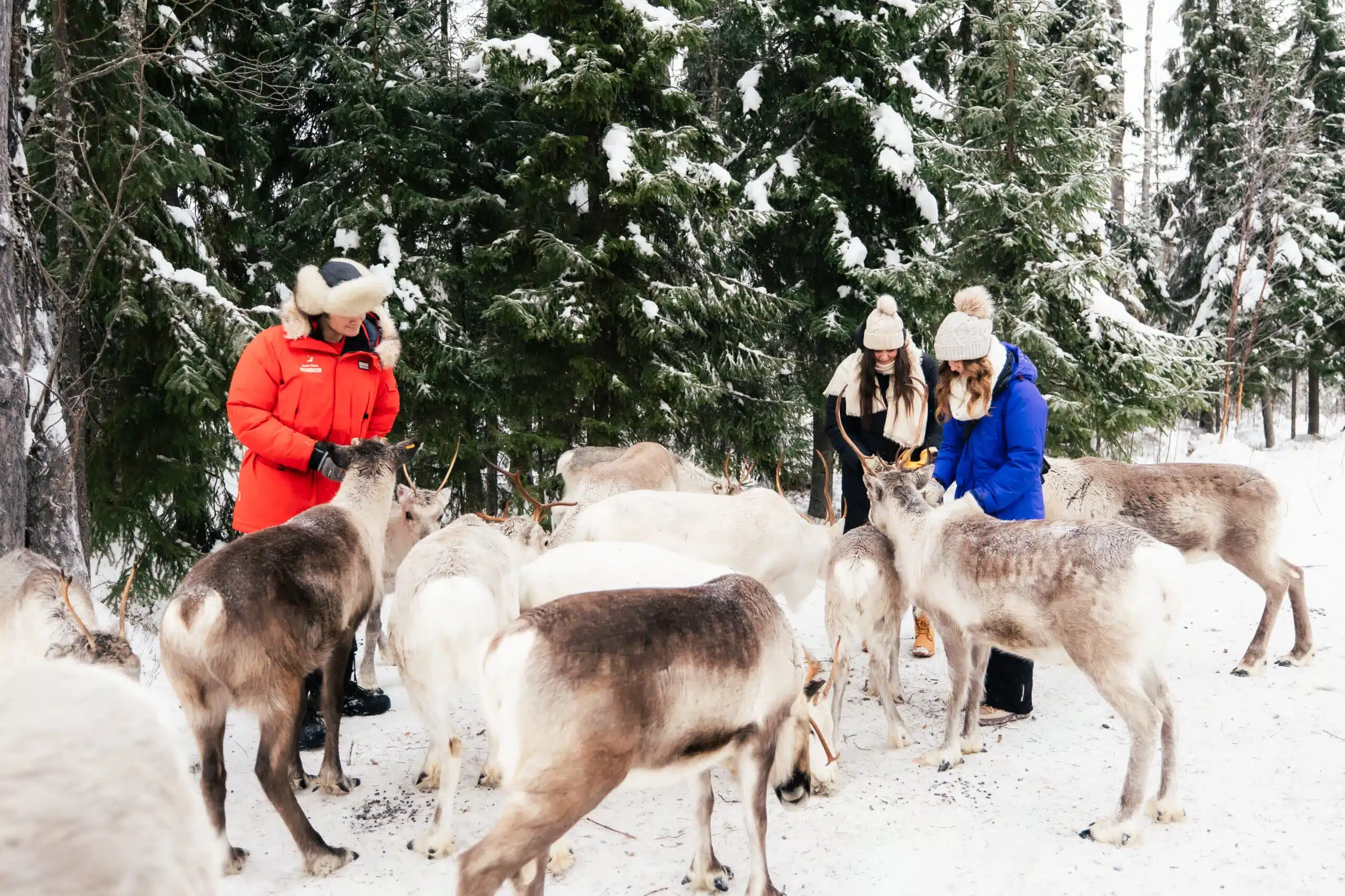 Visitor feeding a reindeer at Taava Reindeer Farm