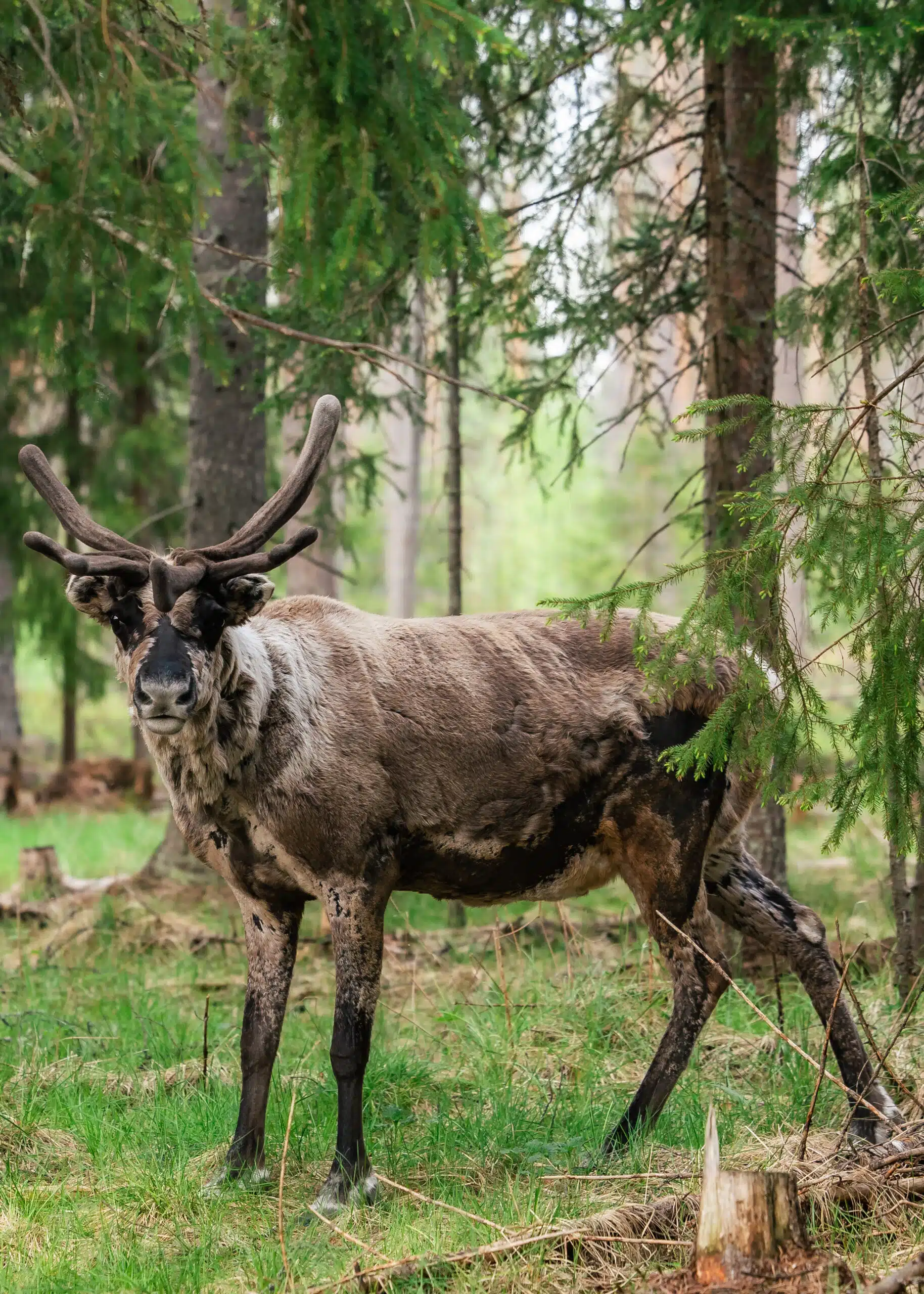 Reindeer in a forest enclosure at Santa Claus Reindeer