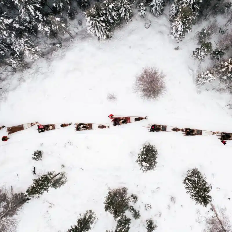 Reindeer ride at Taava Reindeer Farm in winter