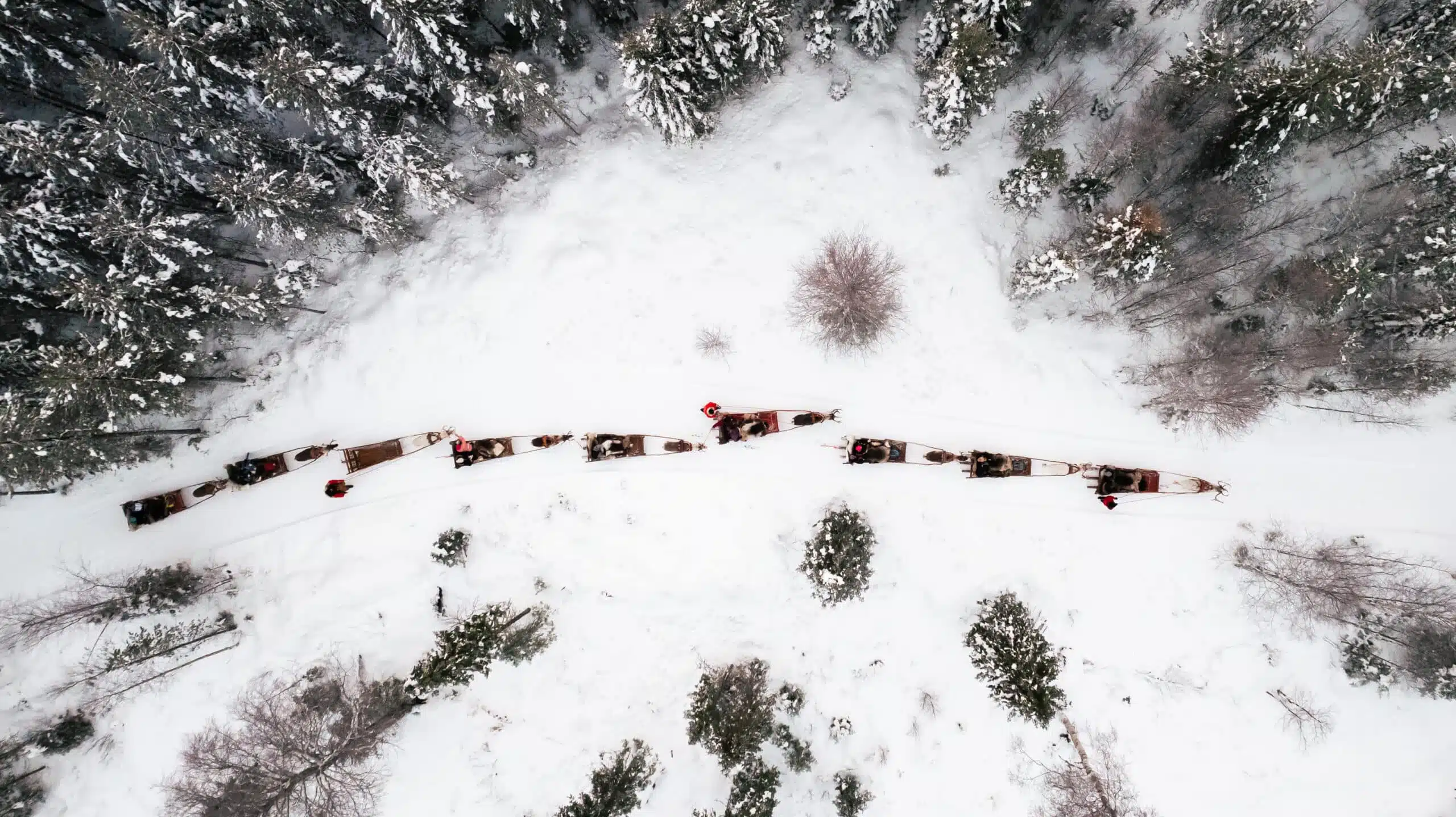 Reindeer ride at Taava Reindeer Farm in winter