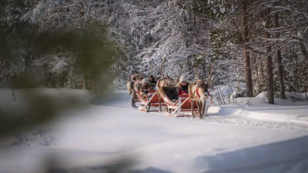 Reindeer sleigh ride at the Arctic Circle