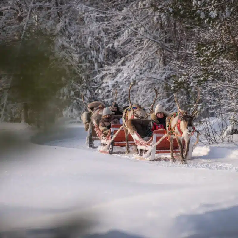 Reindeer sleigh ride at the Arctic Circle
