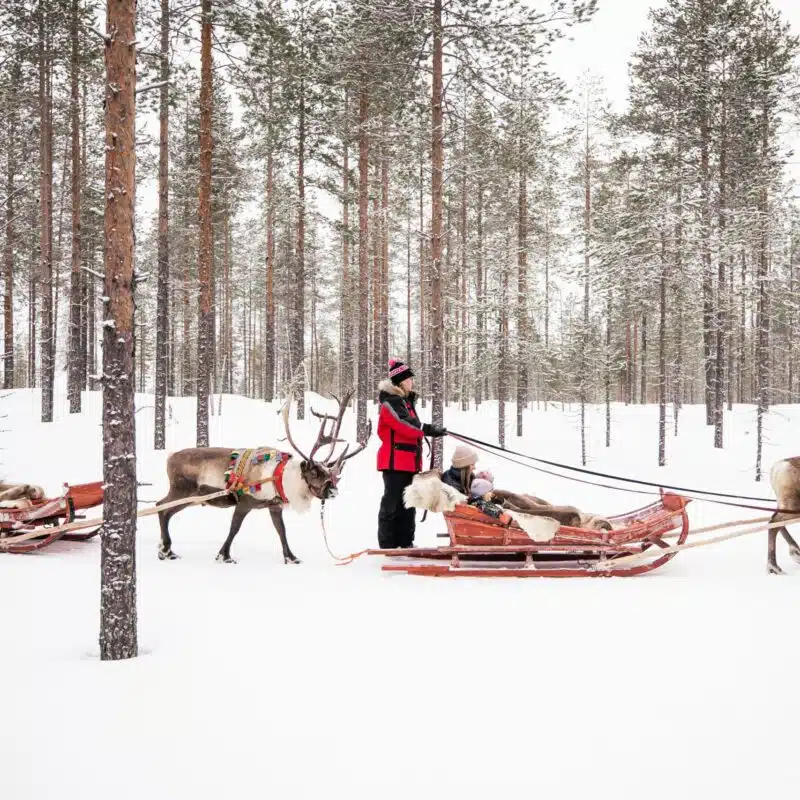Reindeer sleigh ride in winter in Rovaniemi