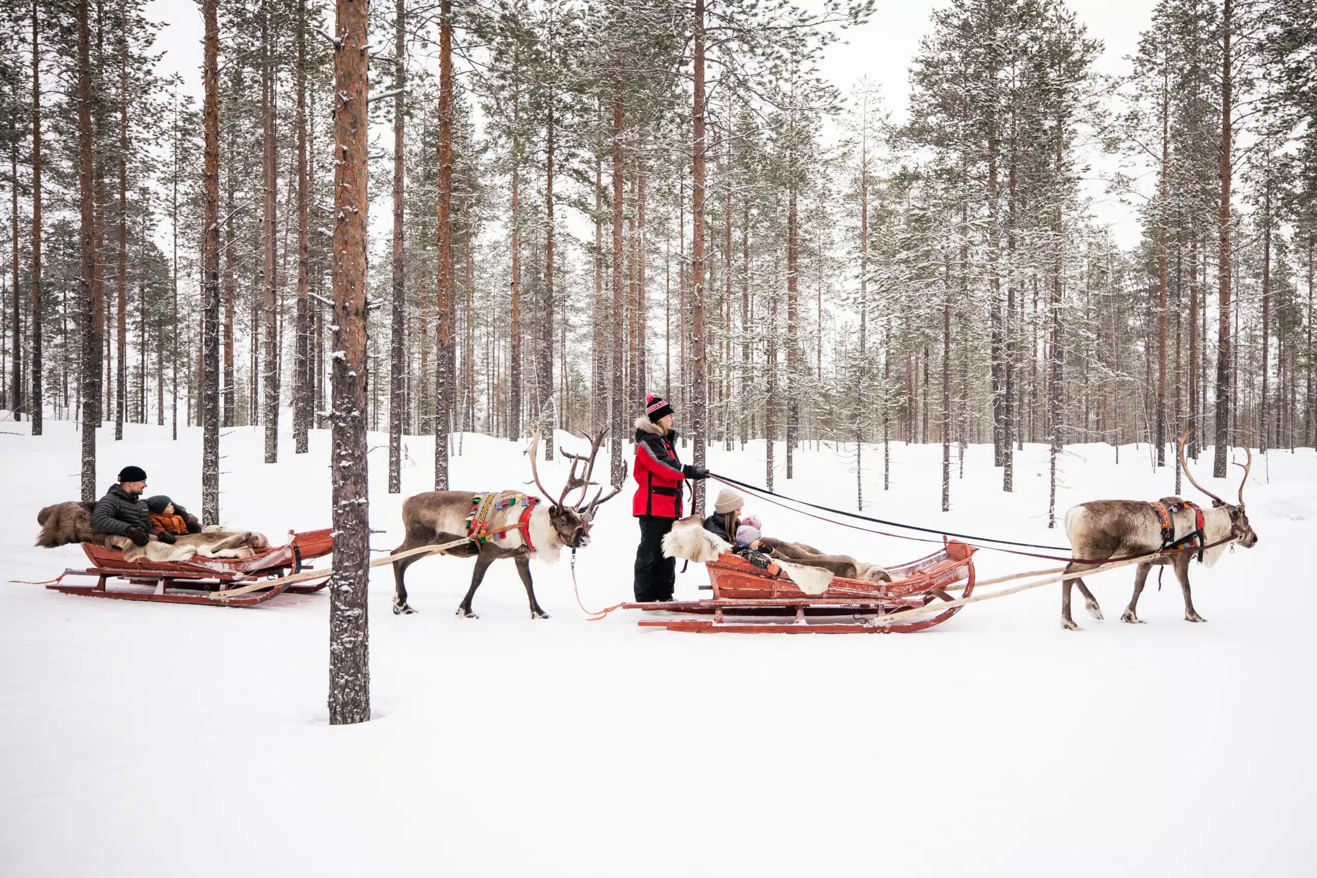 Reindeer sleigh ride in winter in Rovaniemi