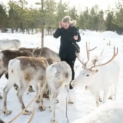 Taava Reindeer Farm visit in Winter