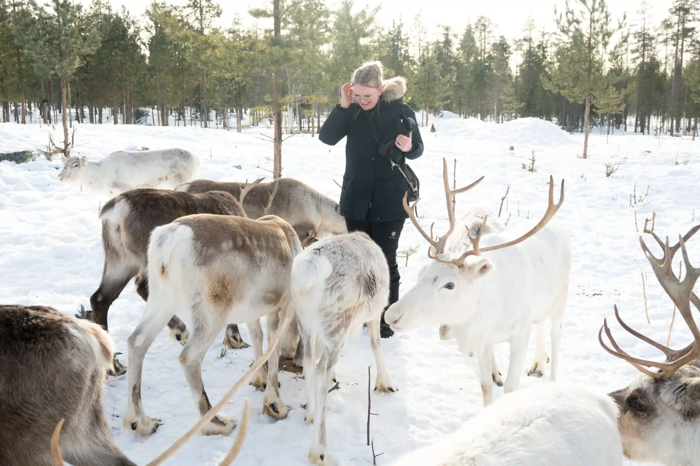 Guest meeting reindeer in winter at Taava Reindeer Farm, Rovaniemi