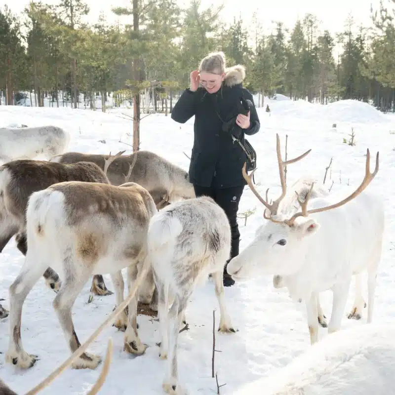 Visitors meeting reindeer at Taava Reindeer Farm in winter