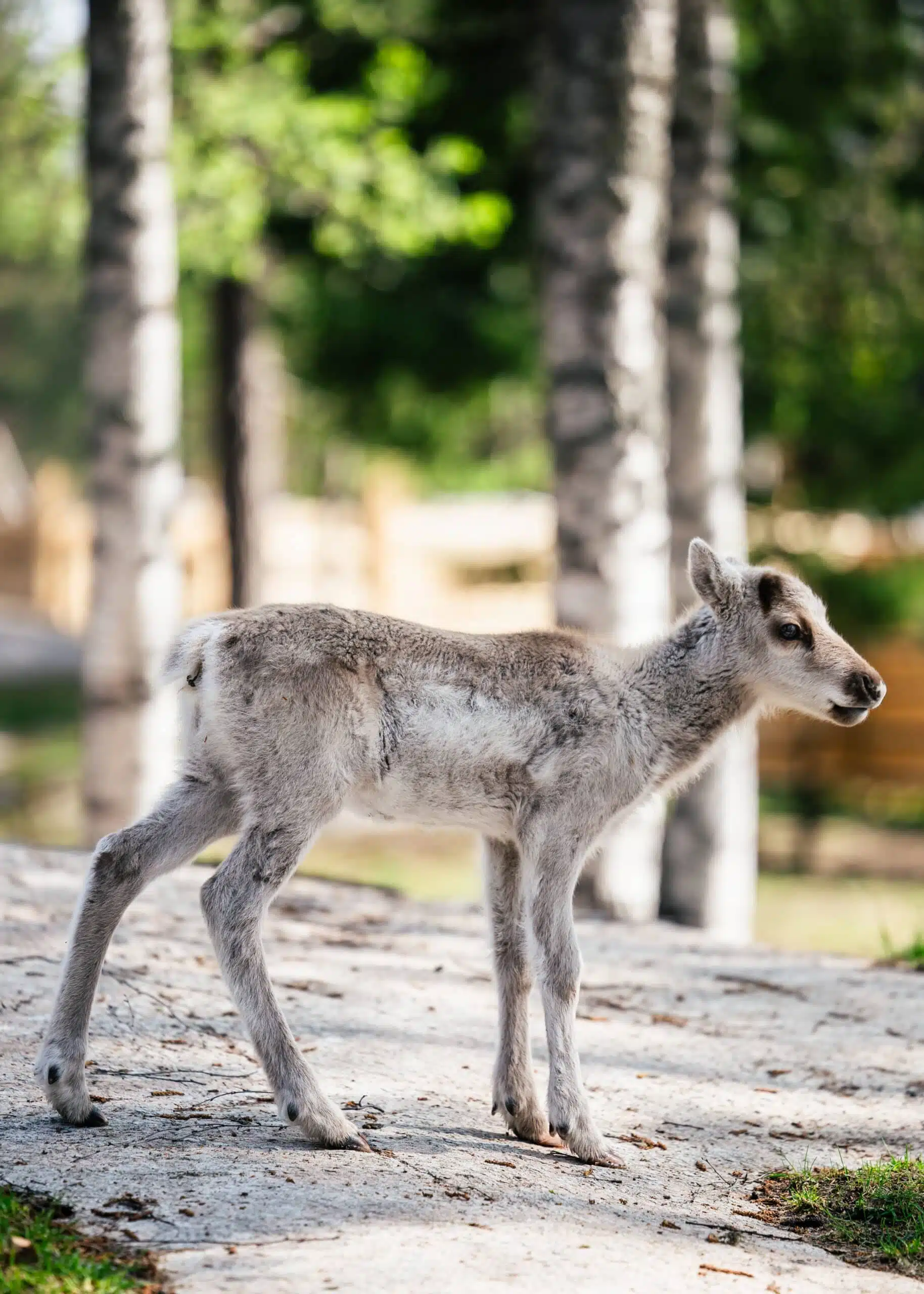 Reindeer calf at Santa Claus Reindeer