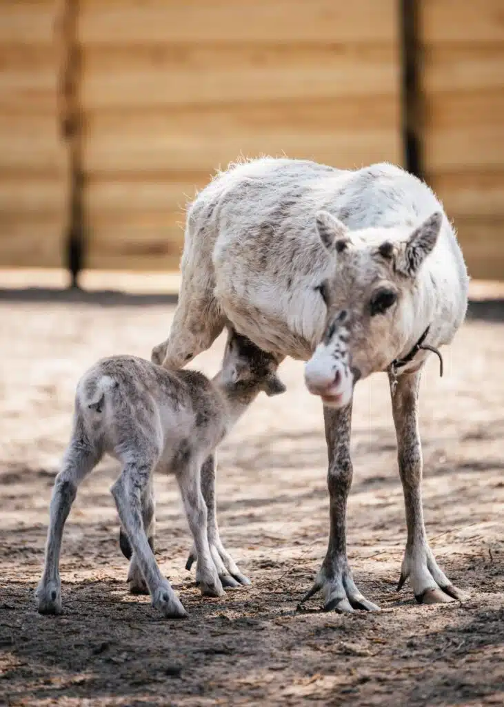 Taava reindeer calf with its mother