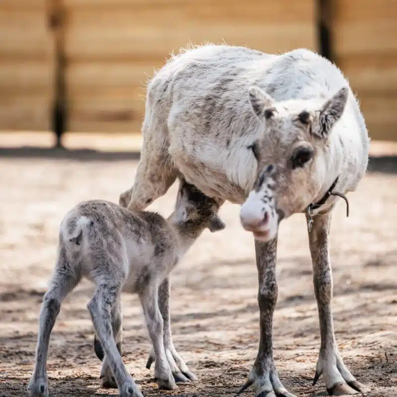 Taava reindeer calf with its mother