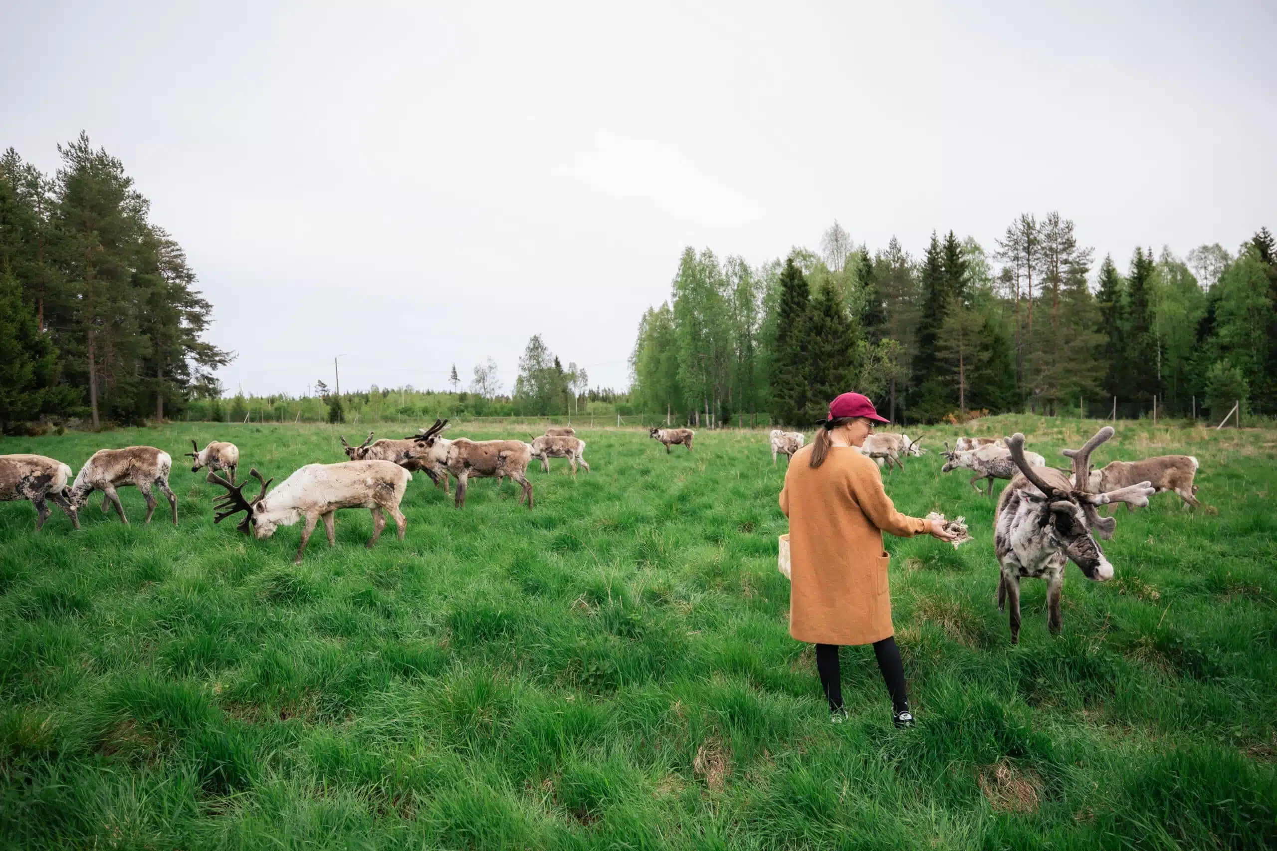 Travellers meeting reindeer on a herder tour