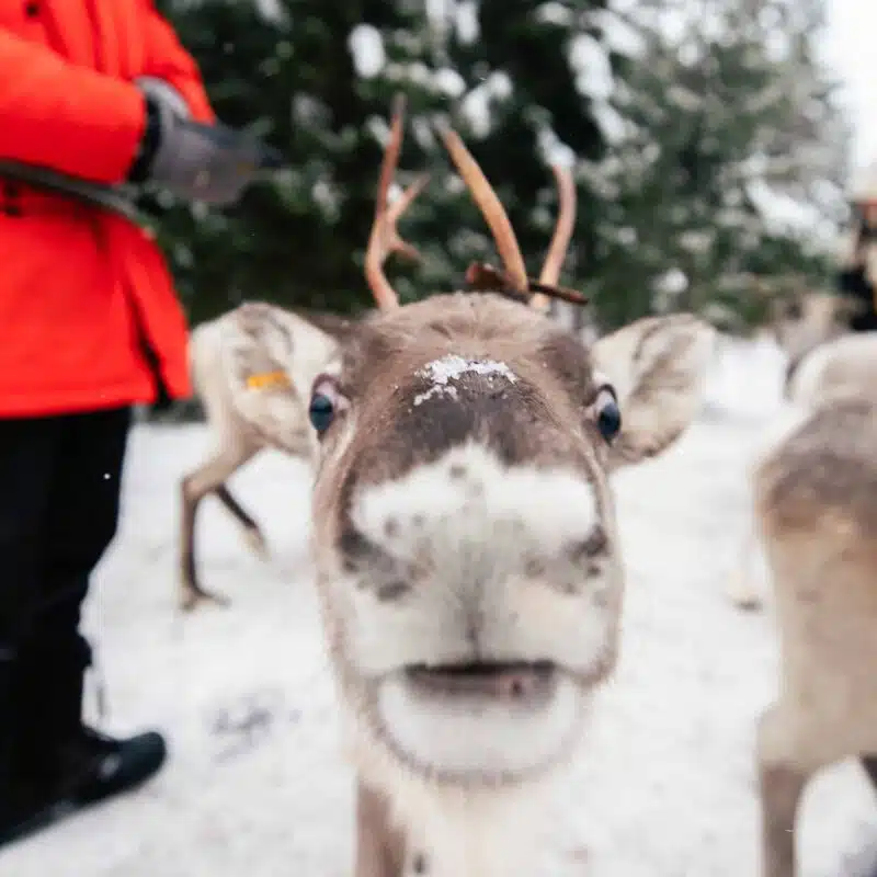 Ukko the reindeer at Taava Reindeer Farm in Rovaniemi