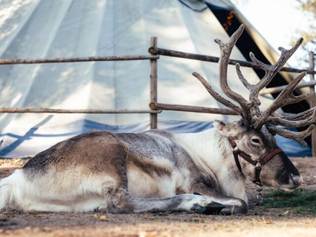Autumn Magic in Santa Claus Village – A Fun and Unforgettable Experience with Reindeer