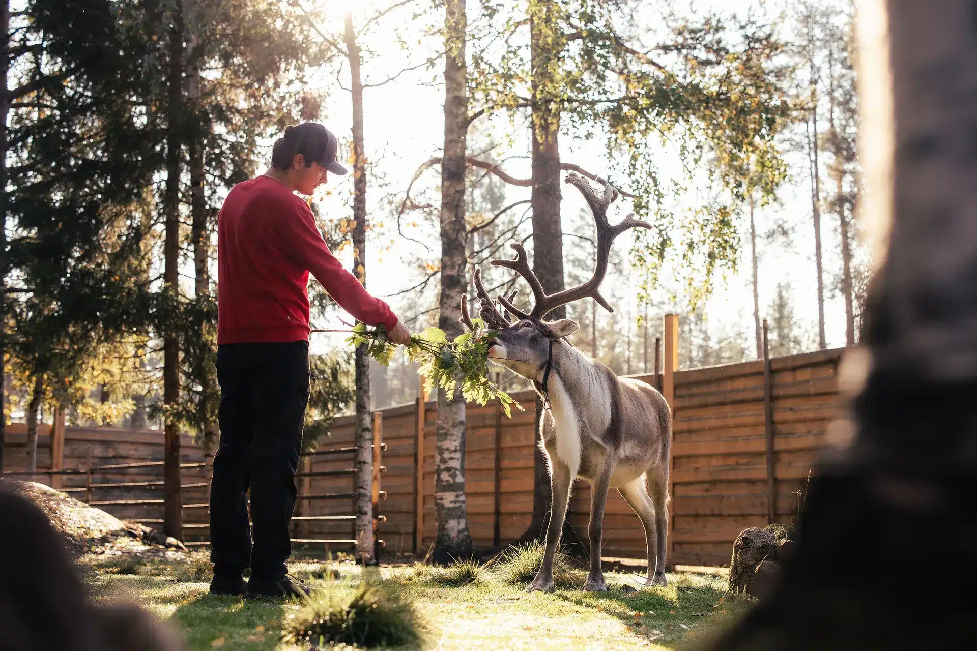 Autumn reindeer experience at Santa Claus Village