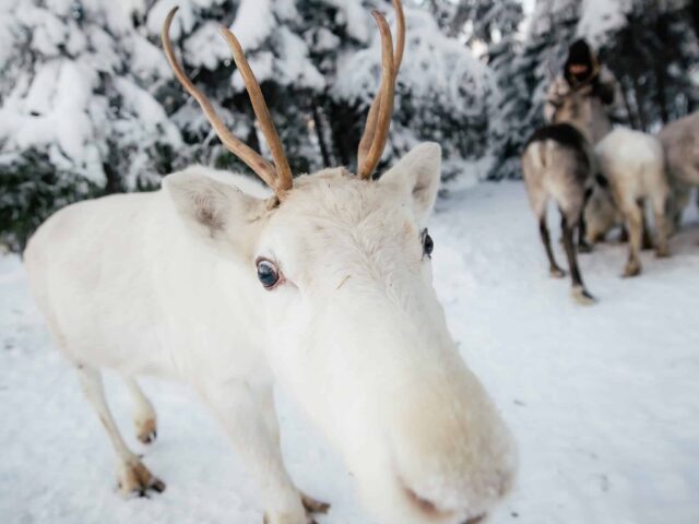 Daytime Reindeer Safari – 3-hour Wilderness Experience in Rovaniemi