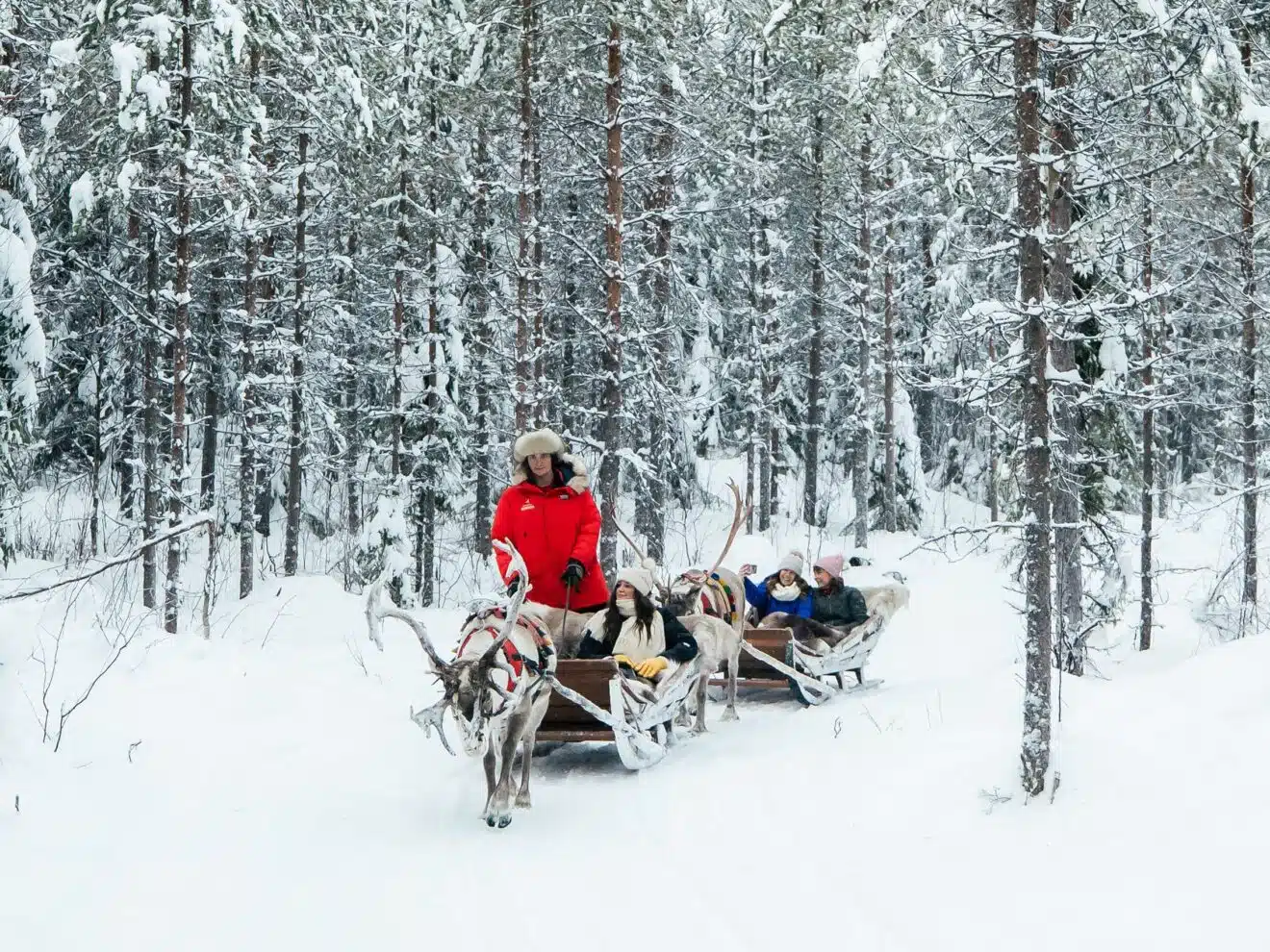 Daytime Reindeer Safari – 3-hour Wilderness Experience in Rovaniemi