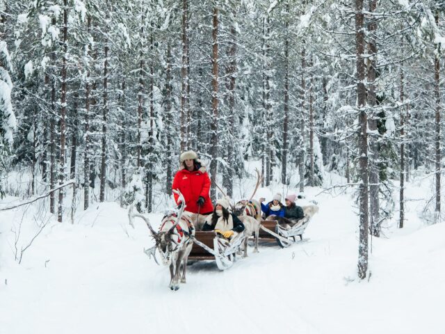 Daytime Reindeer Safari – 3-hour Wilderness Experience in Rovaniemi