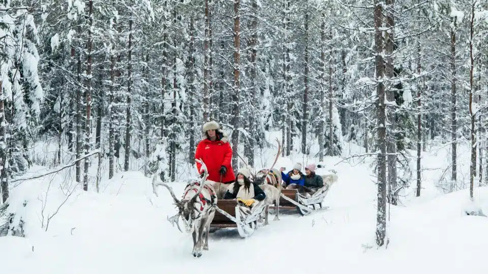 Daytime Reindeer Safari – 3-hour Wilderness Experience in Rovaniemi