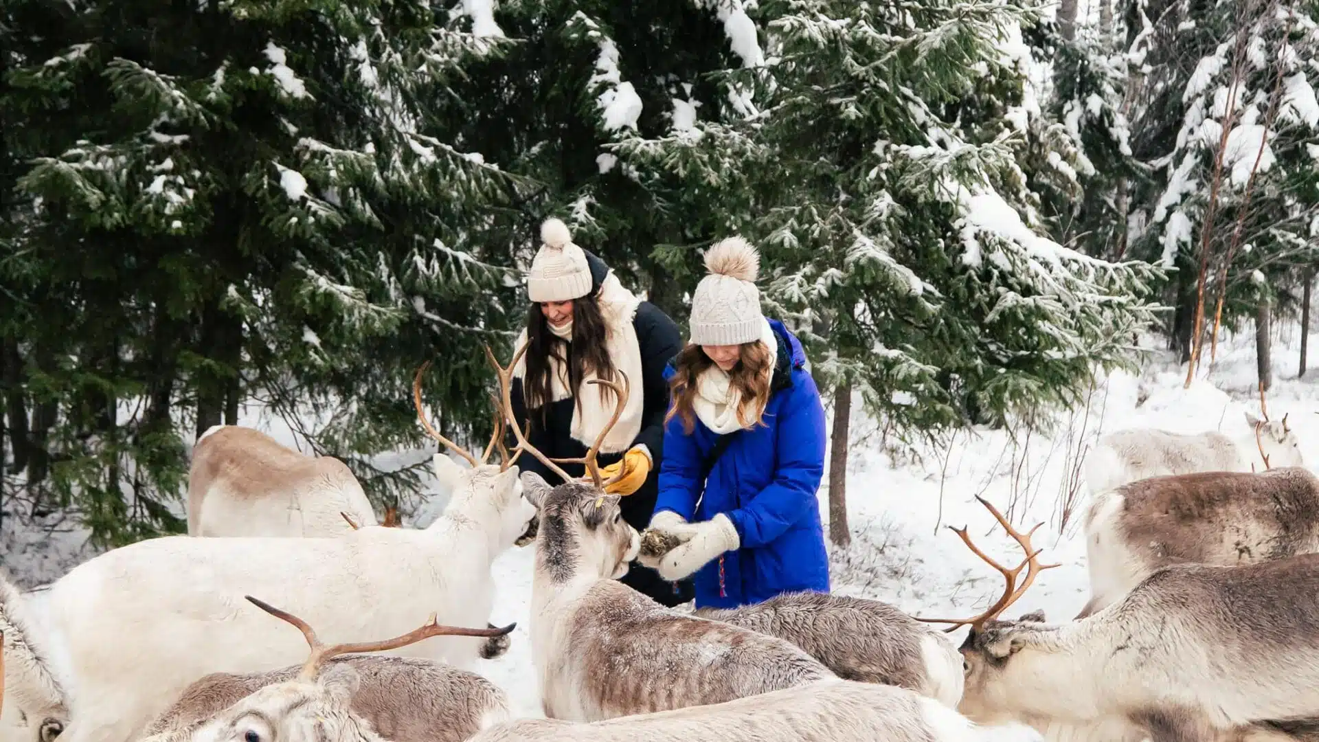 Daytime Reindeer Safari – 3-hour Wilderness Experience in Rovaniemi
