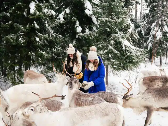 Daytime Reindeer Safari – 3-hour Wilderness Experience in Rovaniemi