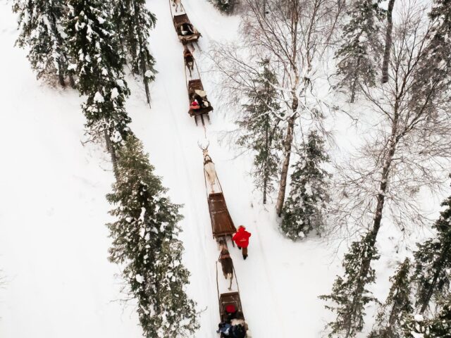 Daytime Reindeer Safari – 3-hour Wilderness Experience in Rovaniemi