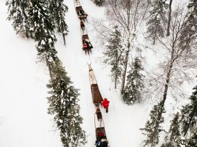 Daytime Reindeer Safari – 3-hour Wilderness Experience in Rovaniemi