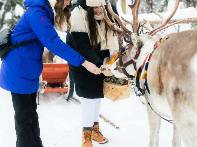 Daytime Reindeer Safari – 3-hour Wilderness Experience in Rovaniemi