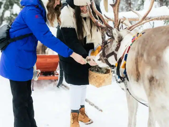 Daytime Reindeer Safari – 3-hour Wilderness Experience in Rovaniemi