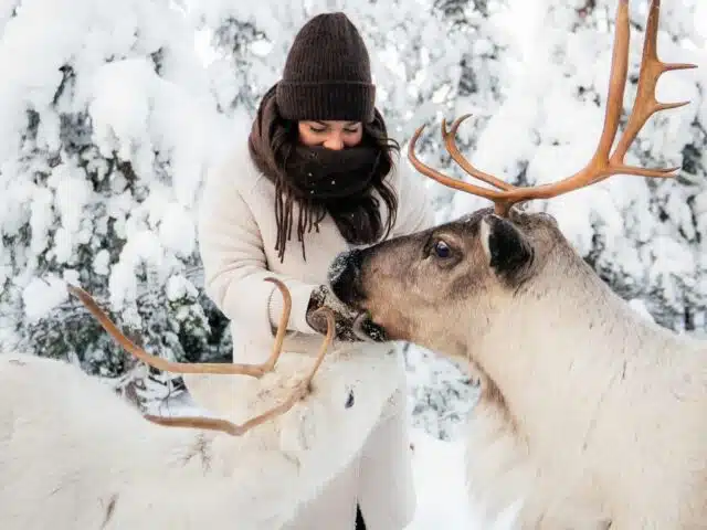 Daytime Reindeer Safari – 3-hour Wilderness Experience in Rovaniemi