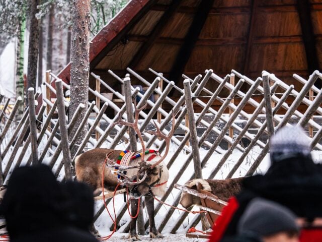 Forest Path – An 800-Meter Reindeer Sleigh Ride Adventure in Santa’s Forest, Rovaniemi